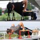 SONDERBAR© Parallettes Pullup Trainingsgriffe Farbe nach Wahl