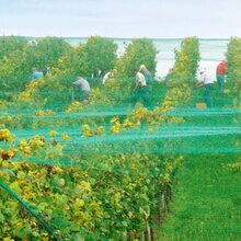 florinotex� Vogelschutznetz Maschenweite 20 x 20 mm 16 x 50 m