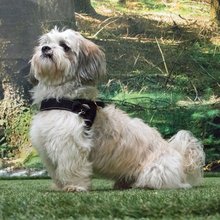 BELLOMANIA Hundegeschirr Keanu Neopren Schwarz Gr. M Typ BH-KQ-M