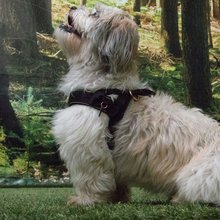BELLOMANIA Hundegeschirr Keanu Neopren Schwarz Gr. M Typ BH-KQ-M