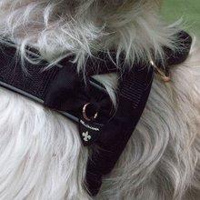 BELLOMANIA Hundegeschirr Keanu Neopren Schwarz Gr. M Typ BH-KQ-M
