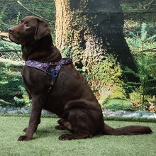 BELLOMANIA Hundegeschirr Lani Neopren Blau / Pink Gr. S-L Typ BH-LQ