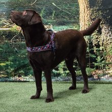 BELLOMANIA Hundegeschirr Lani Neopren Blau / Pink Gr. S-L Typ BH-LQ