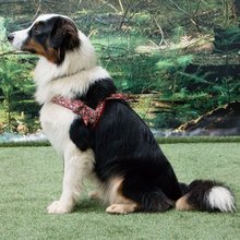 BELLOMANIA Hundegeschirr Nakoa Neopren Rot Gr. S-L Typ BH-NQ