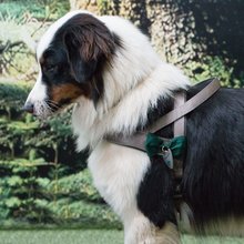 BELLOMANIA Hundegeschirr Nalu Neopren Grau Gr. S-L Typ BH-AQ