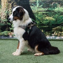 BELLOMANIA Hundegeschirr Nalu Neopren Grau Gr. M Typ BH-AQ-M