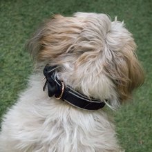 BELLOMANIA Hundehalsband Keanu Neopren Schwarz Gr. M/L Typ BH-KC-M/L