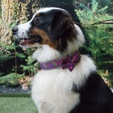 BELLOMANIA Hundehalsband Malea Neopren Lila Gr. M/L Typ BH-MC-M/L
