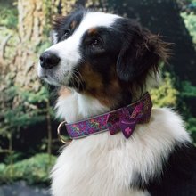 BELLOMANIA Hundehalsband Malea Neopren Lila Gr. M/L Typ BH-MC-M/L