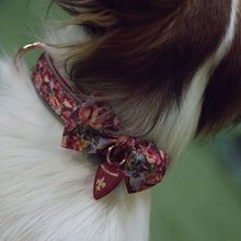 BELLOMANIA Hundehalsband Nakoa Neopren Rot Gr. XS-XL Typ BH-NC