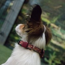 BELLOMANIA Hundehalsband Nakoa Neopren Rot Gr. S/M Typ BH-NC-S/M