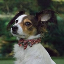BELLOMANIA Hundehalsband Nakoa Neopren Rot Gr. M/L Typ BH-NC-M/L
