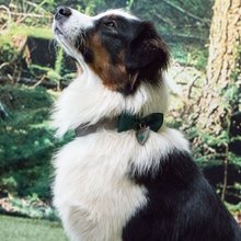 BELLOMANIA Hundehalsband Nalu Neopren Grau Gr. M/L Typ BH-AC-M/L
