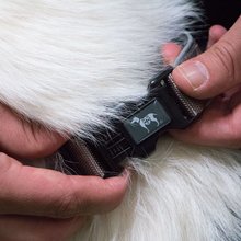 BELLOMANIA Hundehalsband Nalu Neopren Grau Gr. M/L Typ BH-AC-M/L