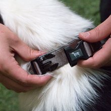 BELLOMANIA Hundehalsband Nalu Neopren Grau Gr. XL Typ BH-AC-XL