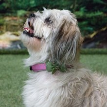 BELLOMANIA Hundehalsband Neyla Neopren Pink Gr. XS-XL Typ BH-YC