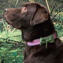 BELLOMANIA Hundehalsband Neyla Neopren Pink Gr. M/L Typ BH-YC-M/L
